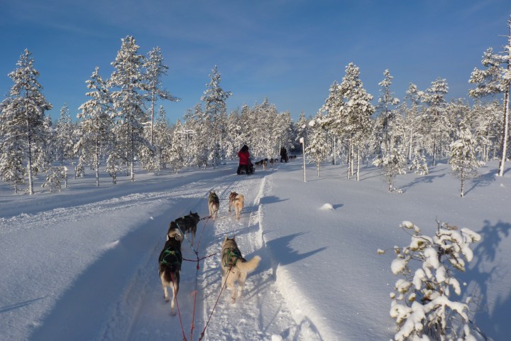 dogs sled in Sweden