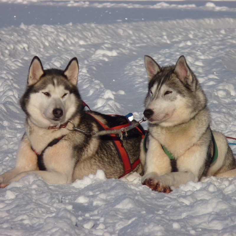 two dogs on the snow