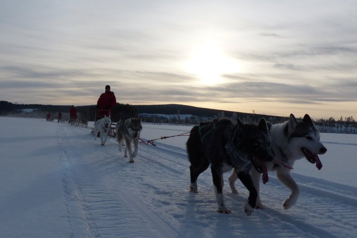 a dog walking in the snow