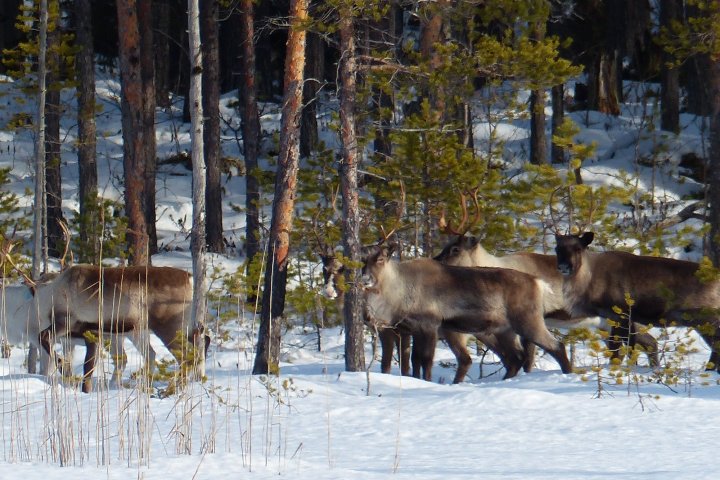 a herd of cattle standing on top of a snow covered field