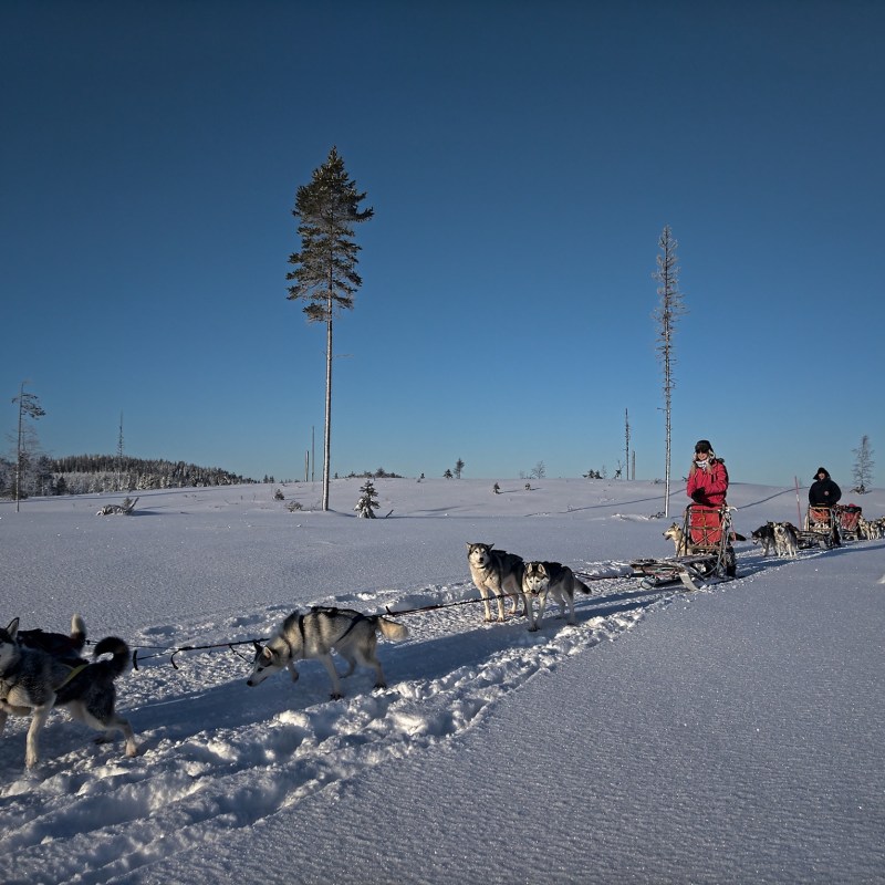 a herd of cows walking across a snow covered road