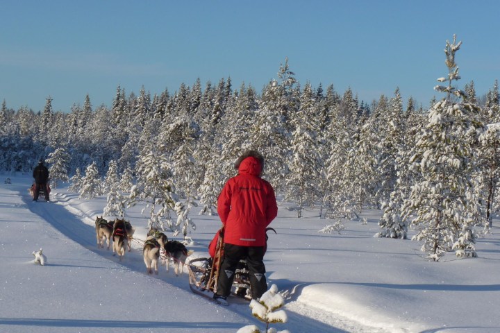 a group of people riding skis on a snowy road