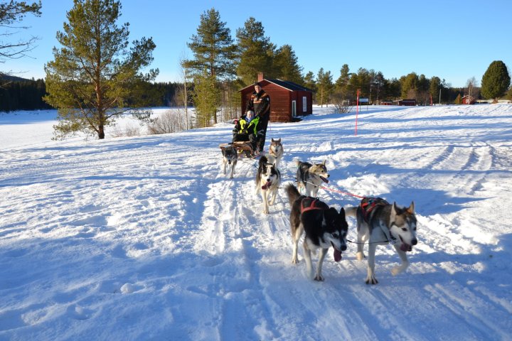 a dog that is covered in snow