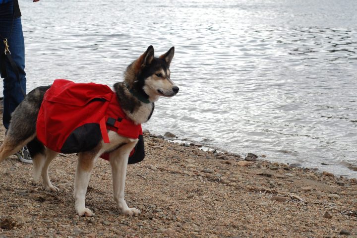 a dog standing on a beach