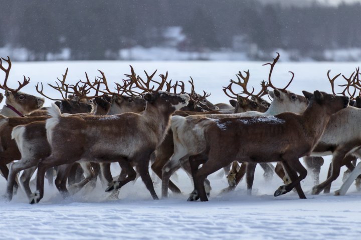 Herd of reindeer running on snowy ground with trees in the background.