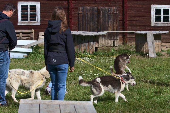 a person petting a dog that is standing in the grass