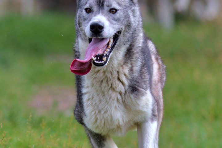 a dog with a frisbee in its mouth