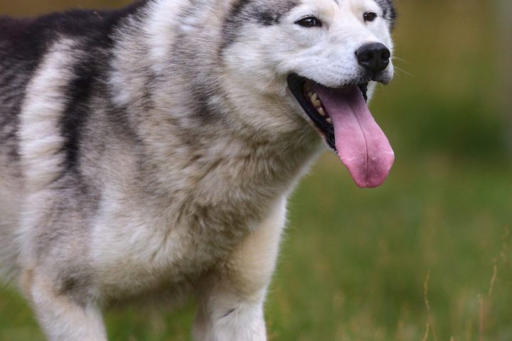 a dog sitting in the grass