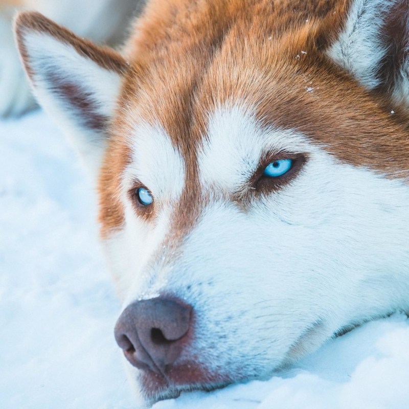 a close up of a dog in the snow