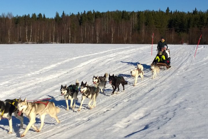 a dog that is covered in snow