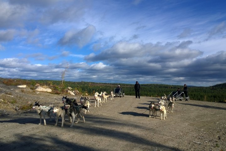 a herd of cattle walking across a dirt road