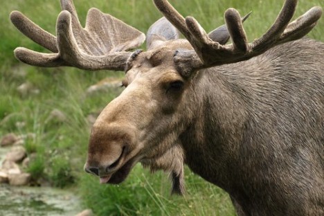 Close-up of a moose with large antlers standing near a grassy pond.