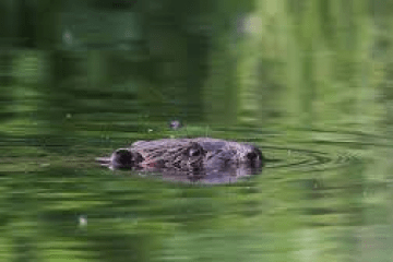 a close up of an animal