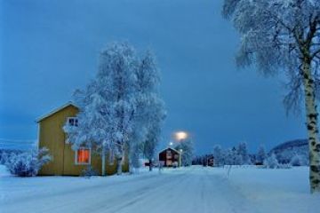 a tree covered in snow