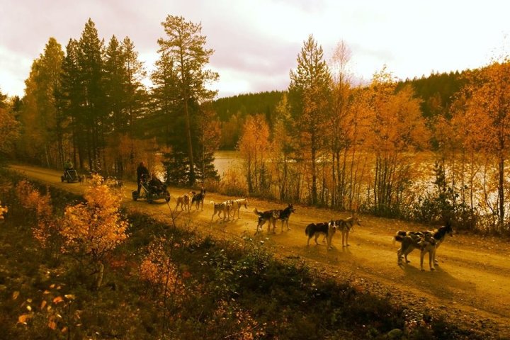 a herd of cattle walking across a grass covered field