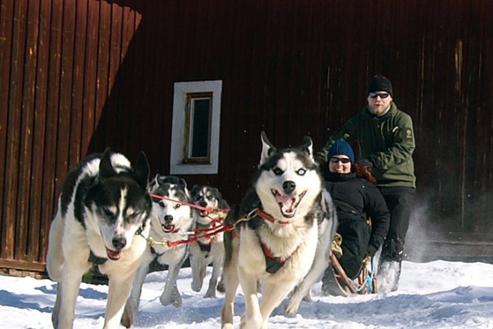 a dog that is standing in the snow