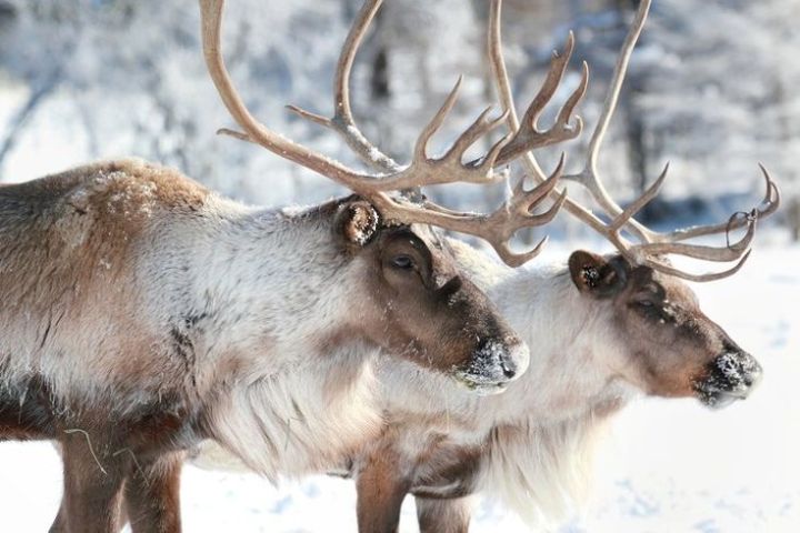 Two reindeer with large antlers standing in a snowy landscape.