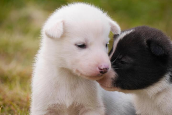 a dog sitting in the grass